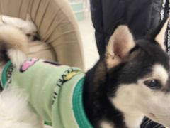 -怪兽屋·羊驼·猫咖·狗咖(俊华广场店)