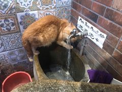 -more than meow吴止猫主题餐厅(承德 中船汇店)