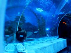-芜湖新华联大白鲸海洋公园
