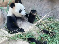 -广州长隆野生动物世界
