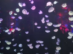 -大明湖海底世界