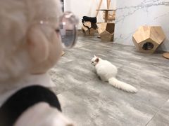 -楼上猫咖(罗湖店)
