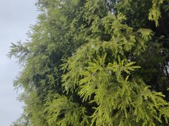 -眉山湿地公园(东坡区)