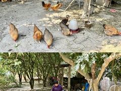 -开平碉楼文化旅游区马降龙景区