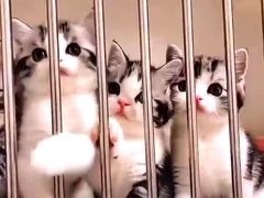 -Bastet sally猫舍购宠(静安店)
