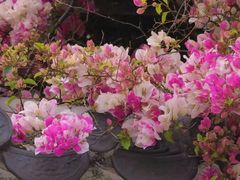 -深圳国际园林花卉博览园