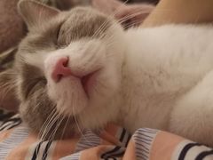 -北京赛佳动物医院