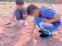 -大塘金香草谷