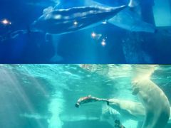 -海合安武汉极地海洋公园