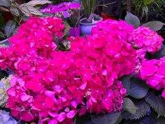 -花鸟鱼虫鲜花绿植市场(玉泉路店)