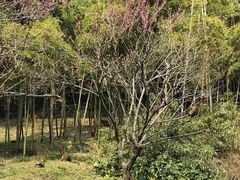 -苏州上方山国家森林公园