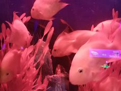 -洛阳龙门海洋馆