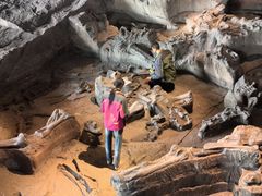 -自贡恐龙博物馆