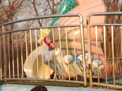 -朝阳公园游乐园