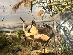 -中国湿地博物馆