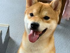 -柴源莊·柴小宠柴犬咖啡