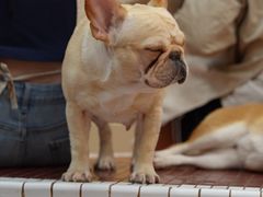 -和它·交个朋友·狗咖猫咖(爱琴海店)
