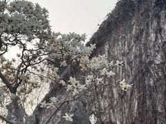 -何园