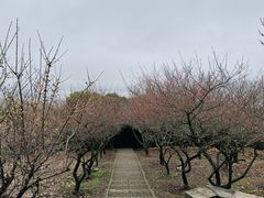 -香雪海
