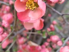 -海棠花溪(元大都城垣遗址公园)