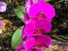 -国家植物园南园