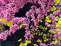 -西安市广仁寺