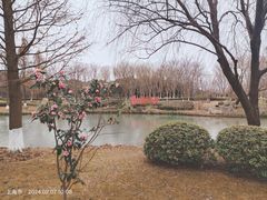 -九科绿洲