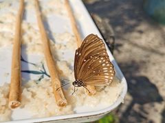 -西双版纳原始森林公园