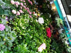 -曲阳花鸟市场(曲阳路店)
