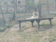 -大连森林动物园