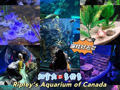 -瑞普利水族馆