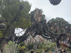 -奥兰多迪士尼动物王国乐园