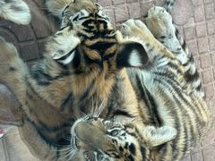 -西霞口神雕山野生动物世界