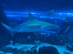 -迪拜水族馆及水下动物园