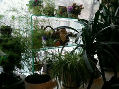 -露西亚咖啡西餐厅(哈尔滨俄侨纪念馆店)