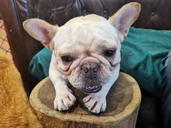 -more than meow吴止猫主题餐厅(承德 中船汇店)