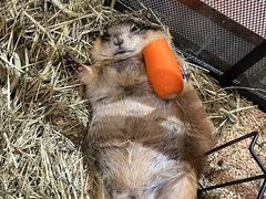 -有猫主题·治愈系猫咖(曾厝垵店)