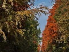 -上海海湾国家森林公园