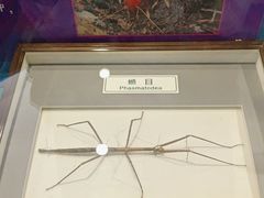 -上海昆虫博物馆