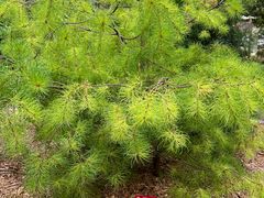 -昆明植物园