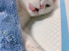 -爱佳宠物中心医院·骨外科·猫专科·急重症(瑶海万达店)