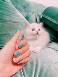 -盼兮·日式美睫沙龙