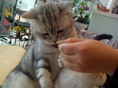 -平行世界·猫咖(首经贸店)