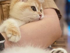 -袖虎·猫馆(体育西路店)