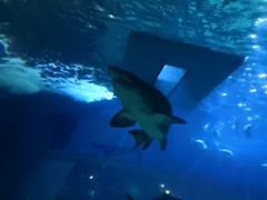 -暹罗海洋世界
