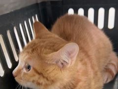 -瑞派天宁宠物医院·猫科·异宠中心