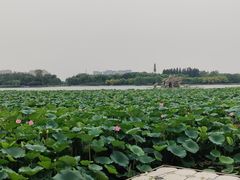 -大兴滨河森林公园