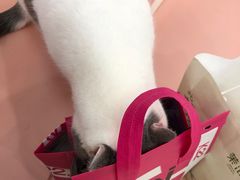 -1013 PET SHOP 宠物商店(近铁城市广场店)