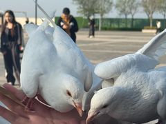 -天津妈祖文化园