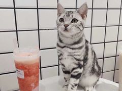 -袖虎·猫馆(体育西路店)